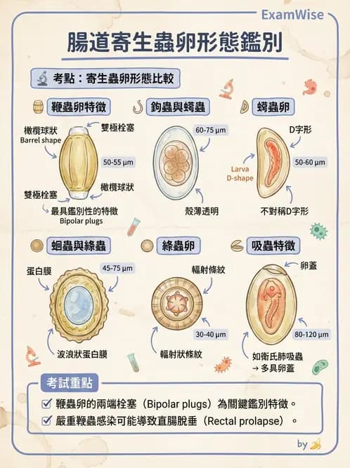醫檢師 - 寄生蟲檢查-蠕蟲類 - AI 圖文解析預覽