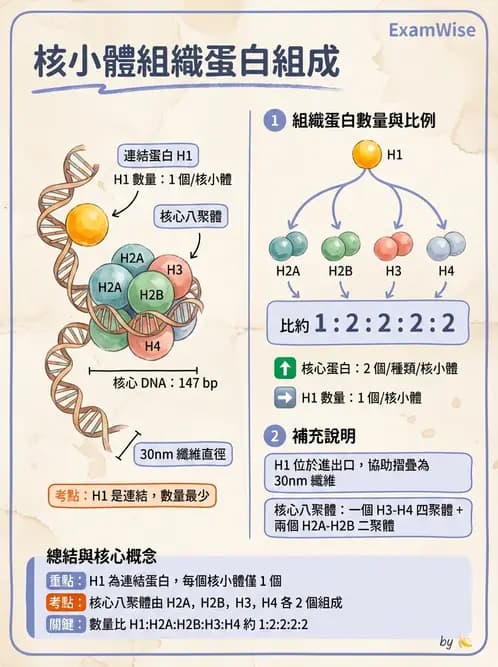 醫檢師 - 基礎分子生物學 - AI 圖文解析預覽