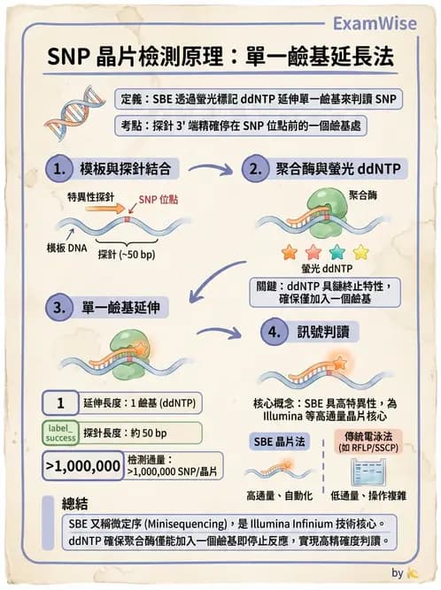 醫檢師 - 雜交探針與晶片技術 - AI 圖文解析預覽