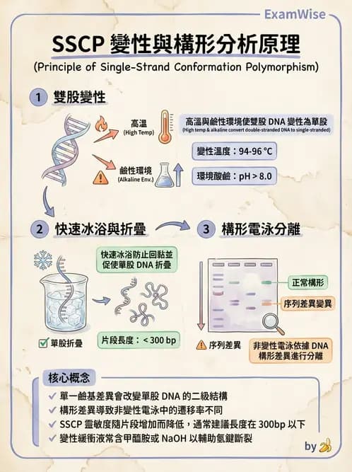 醫檢師 - 定序電泳與表觀分析 - AI 圖文解析預覽