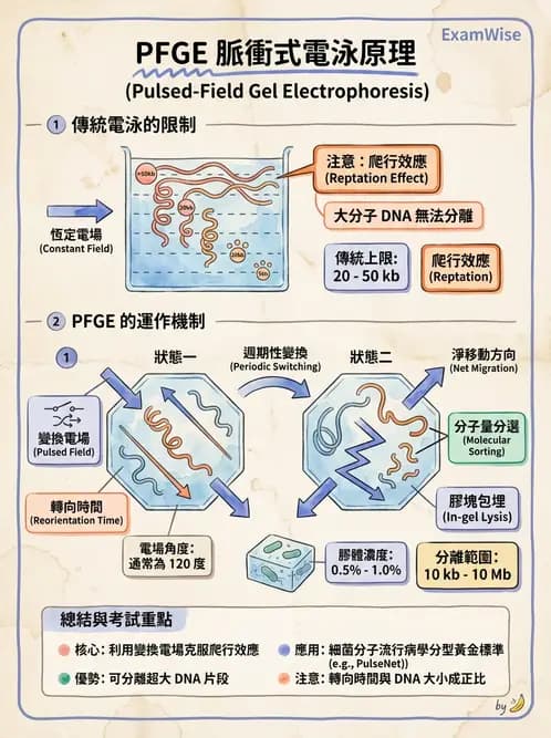 醫檢師 - 定序電泳與表觀分析 - AI 圖文解析預覽