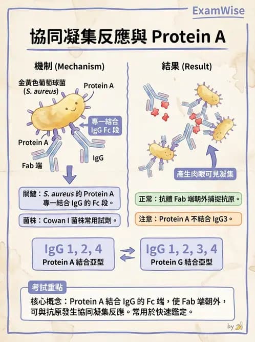 醫檢師 - 葡萄球菌與腸球菌 - AI 圖文解析預覽