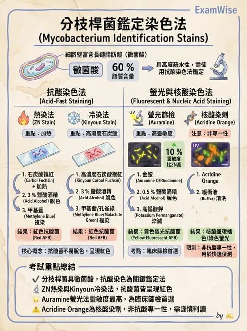 醫檢師 - 分枝桿菌 - AI 圖文解析預覽