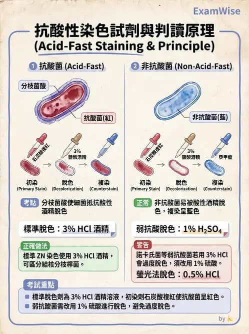 醫檢師 - 分枝桿菌 - AI 圖文解析預覽