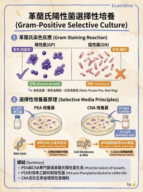 醫檢師 - 檢驗基礎技術 - AI 圖文解析預覽
