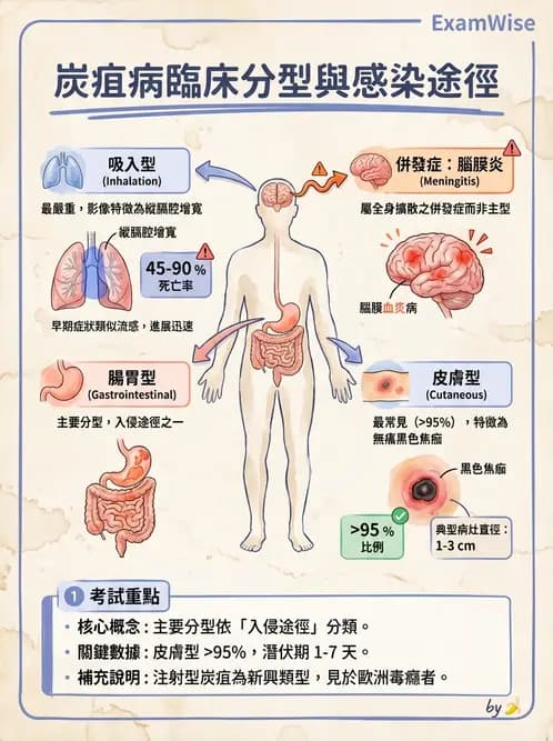 醫檢師 - 鏈球菌與其他革蘭氏陽性桿菌 - AI 圖文解析預覽