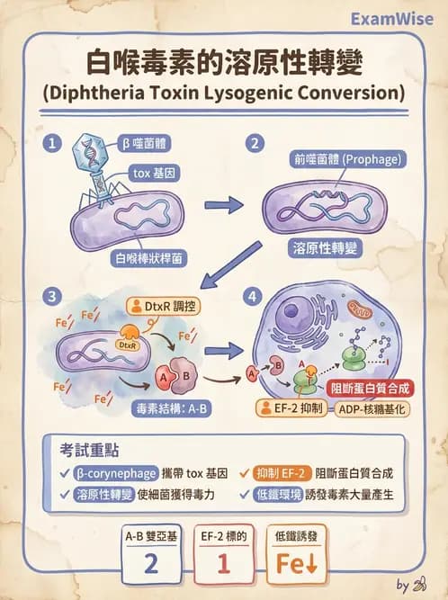 醫檢師 - 鏈球菌與其他革蘭氏陽性桿菌 - AI 圖文解析預覽