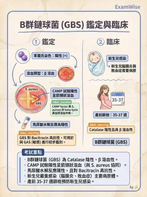 醫檢師 - 鏈球菌與其他革蘭氏陽性桿菌 - AI 圖文解析預覽