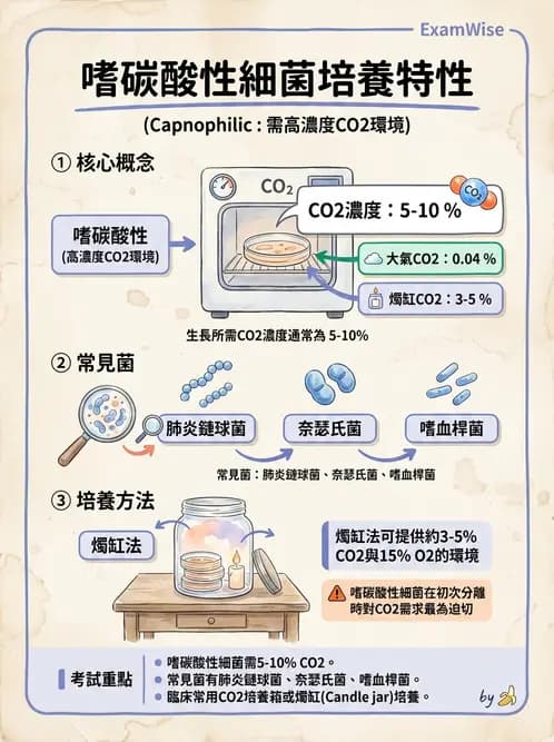 醫檢師 - 鏈球菌與其他革蘭氏陽性桿菌 - AI 圖文解析預覽