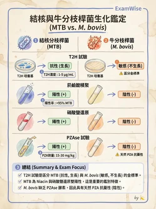 醫檢師 - 分枝桿菌 - AI 圖文解析預覽
