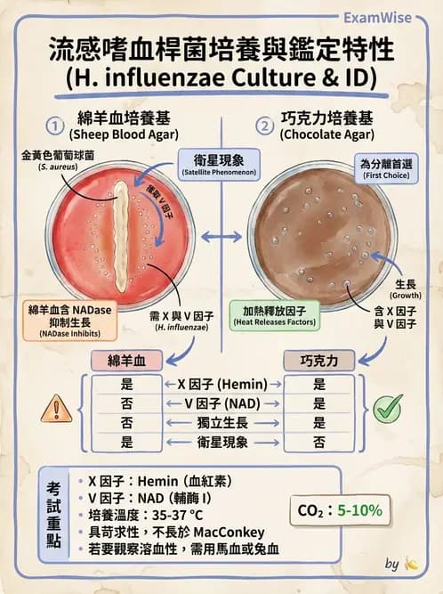 醫檢師 - 奈瑟菌與挑剔性革蘭氏陰性菌 - AI 圖文解析預覽