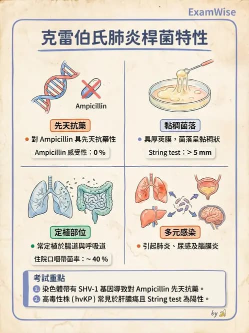 醫檢師 - 其他腸內菌科 - AI 圖文解析預覽