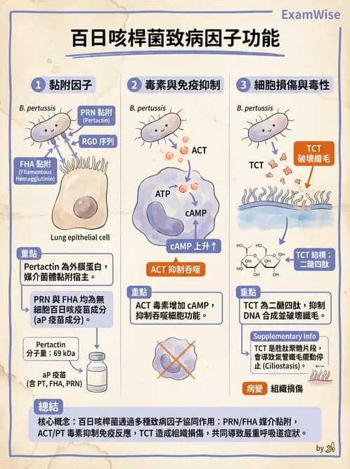 醫檢師 - 奈瑟菌與挑剔性革蘭氏陰性菌 - AI 圖文解析預覽