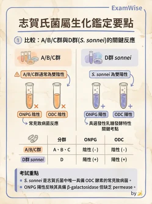 醫檢師 - 主要腸道致病菌 - AI 圖文解析預覽