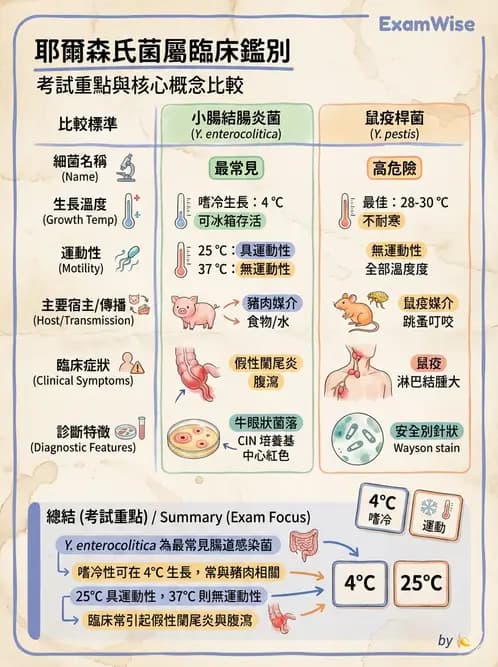 醫檢師 - 其他腸內菌科 - AI 圖文解析預覽