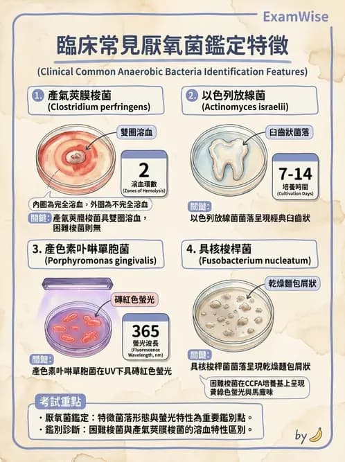 醫檢師 - 厭氧菌 - AI 圖文解析預覽