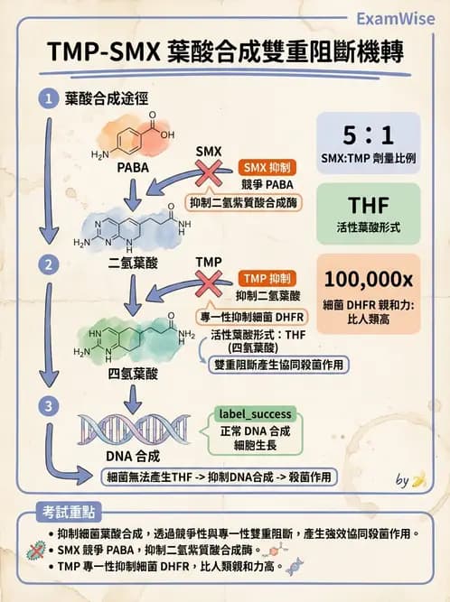 醫檢師 - 抗微生物製劑 - AI 圖文解析預覽