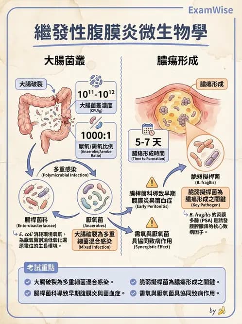 醫檢師 - 綜合性試題 - AI 圖文解析預覽