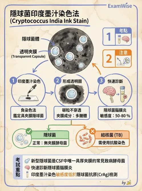 醫檢師 - 真菌診斷與治療 - AI 圖文解析預覽