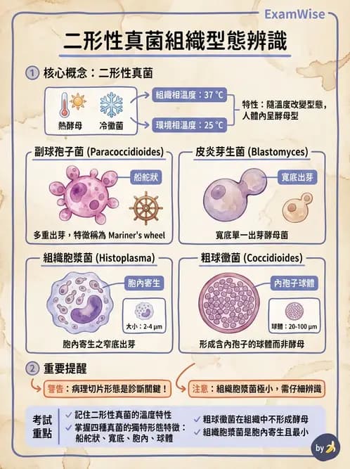 醫檢師 - 系統性與機會性真菌感染 - AI 圖文解析預覽