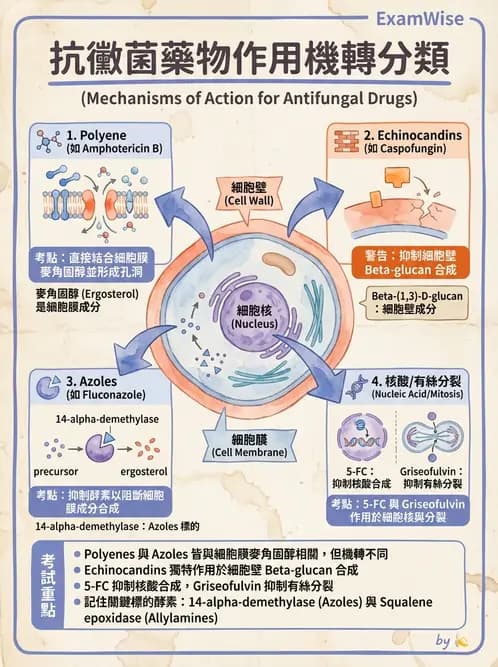 醫檢師 - 真菌診斷與治療 - AI 圖文解析預覽