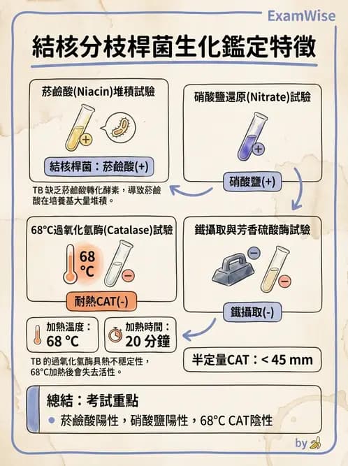 醫檢師 - 分枝桿菌 - AI 圖文解析預覽