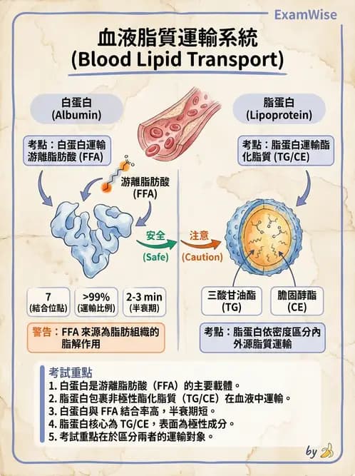 醫檢師 - 血清蛋白與蛋白質檢測 - AI 圖文解析預覽