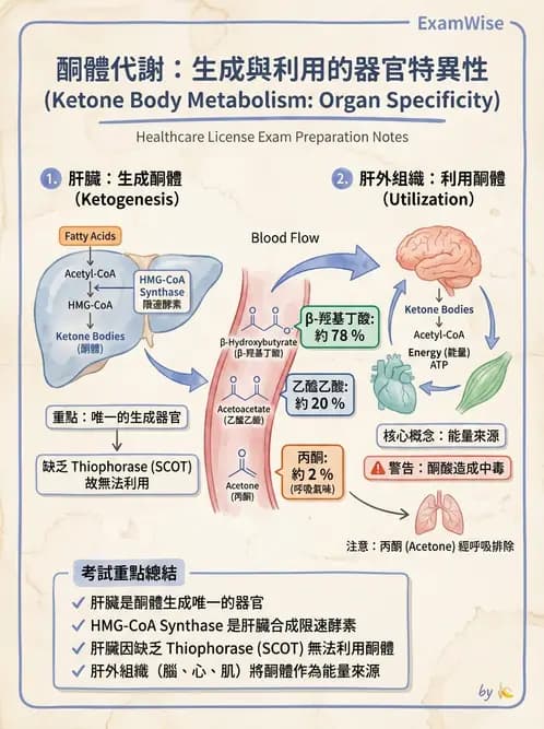 醫檢師 - 脂質代謝與酮體 - AI 圖文解析預覽