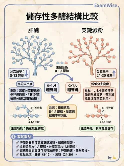醫檢師 - 醣類代謝與糖尿病 - AI 圖文解析預覽