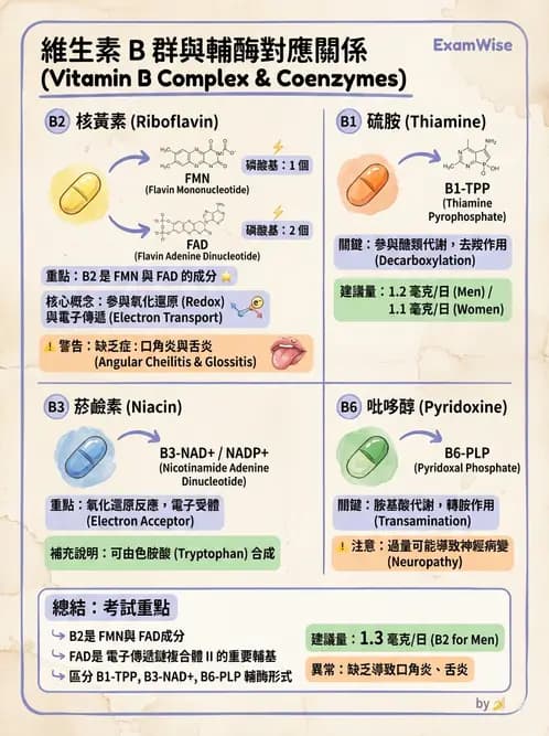 醫檢師 - 維生素 - AI 圖文解析預覽