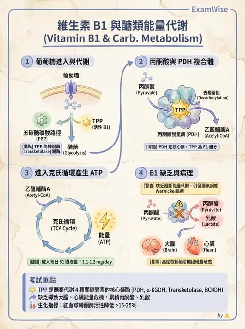醫檢師 - 維生素 - AI 圖文解析預覽