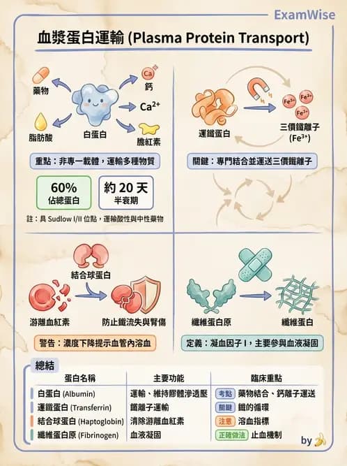 醫檢師 - 血清蛋白與蛋白質檢測 - AI 圖文解析預覽