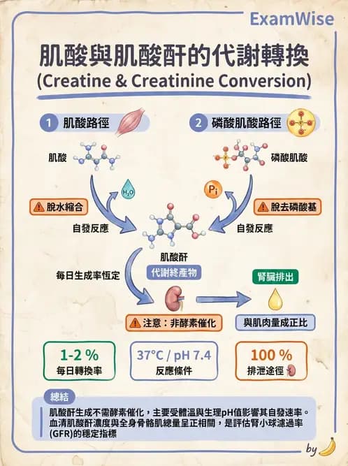 醫檢師 - 腎臟機能與代謝評估 - AI 圖文解析預覽