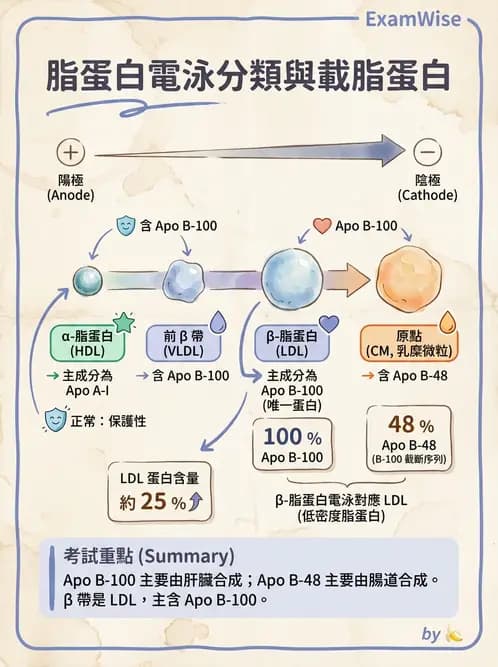 醫檢師 - 脂蛋白分類與臨床應用 - AI 圖文解析預覽