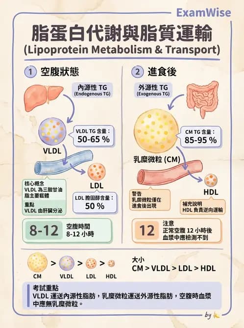 醫檢師 - 脂蛋白分類與臨床應用 - AI 圖文解析預覽