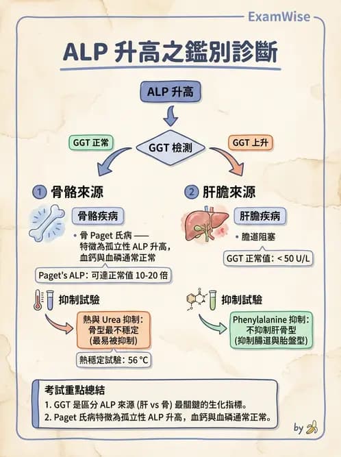 醫檢師 - 臨床酵素學基礎 - AI 圖文解析預覽