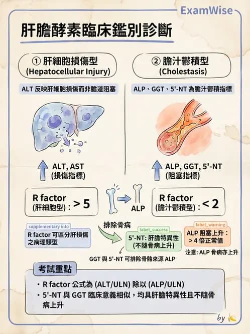 醫檢師 - 肝臟機能與胰臟酵素 - AI 圖文解析預覽