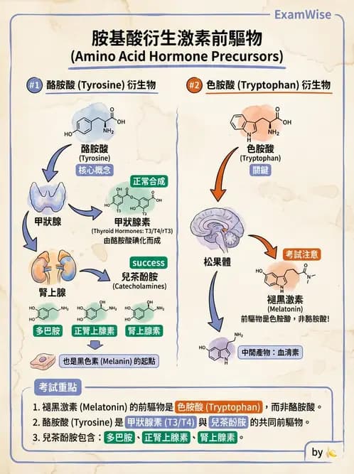 醫檢師 - 腎上腺與生殖內分泌 - AI 圖文解析預覽