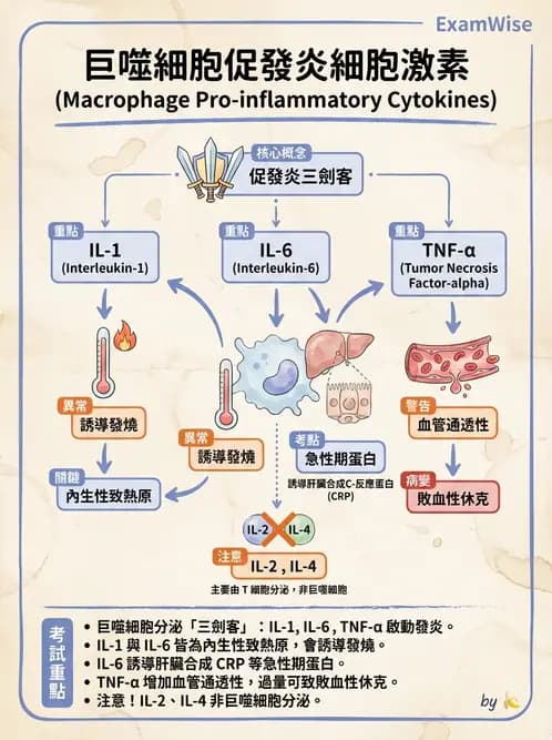 醫檢師 - 細胞激素與抗原呈獻 - AI 圖文解析預覽