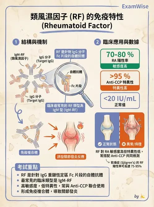 醫檢師 - 其他自體免疫疾病與自體抗體檢驗 - AI 圖文解析預覽