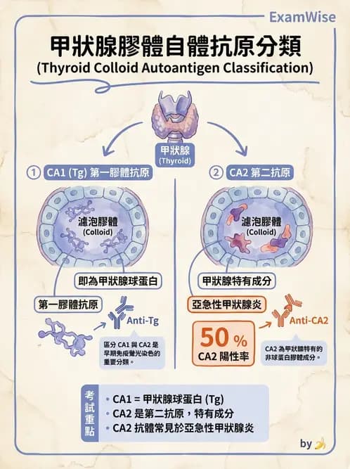 醫檢師 - 其他自體免疫疾病與自體抗體檢驗 - AI 圖文解析預覽
