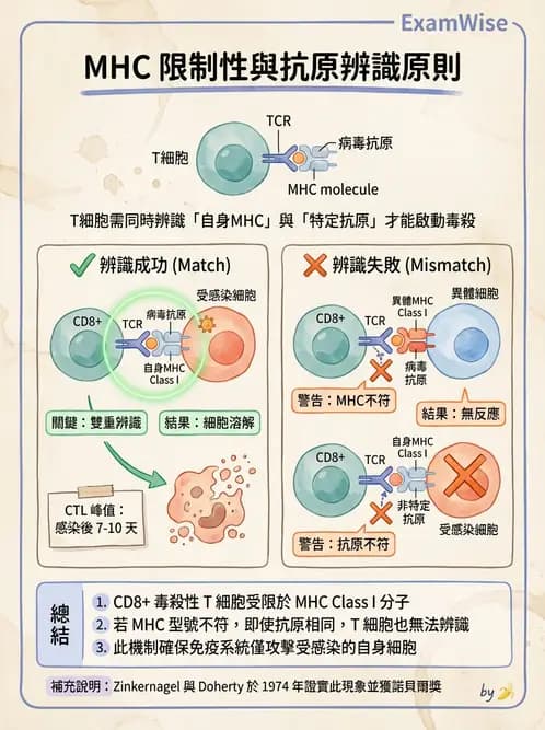 醫檢師 - T細胞發育與功能 - AI 圖文解析預覽