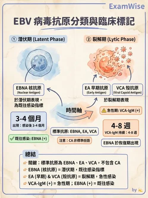 醫檢師 - 疱疹病毒科 - AI 圖文解析預覽
