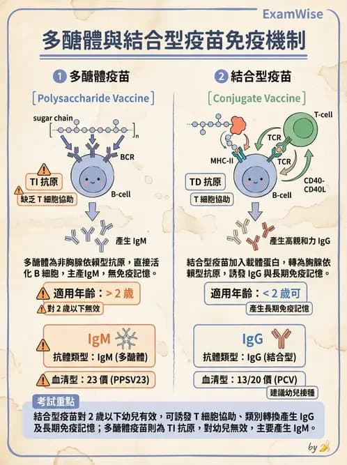 醫檢師 - 腫瘤免疫學免疫療法及疫苗 - AI 圖文解析預覽