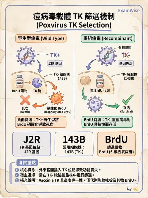 醫檢師 - 腫瘤免疫學免疫療法及疫苗 - AI 圖文解析預覽