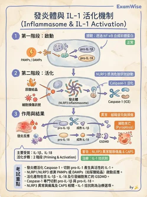 醫檢師 - 先天免疫與補體系統 - AI 圖文解析預覽
