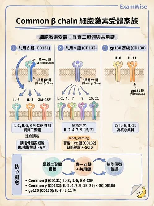 醫檢師 - 細胞激素與抗原呈獻 - AI 圖文解析預覽