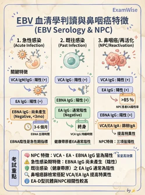 醫檢師 - 疱疹病毒科 - AI 圖文解析預覽