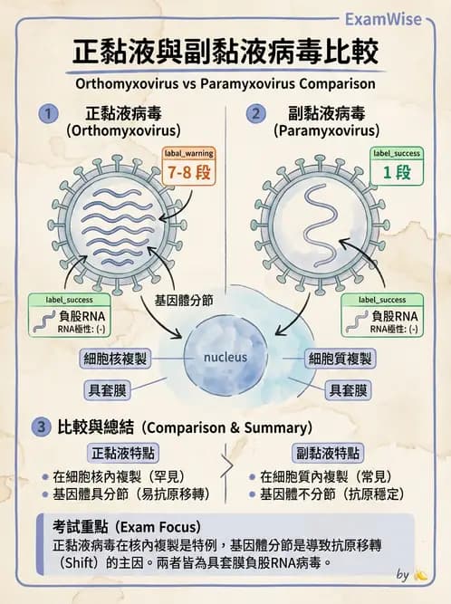 醫檢師 - 正黏液病毒科(流感) - AI 圖文解析預覽