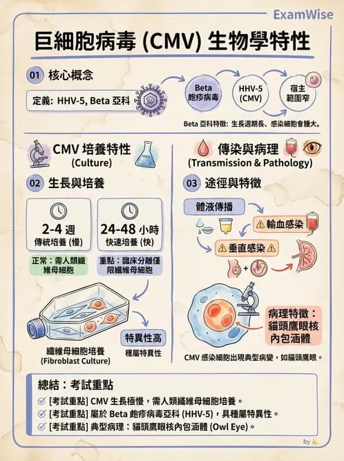 醫檢師 - 疱疹病毒科 - AI 圖文解析預覽